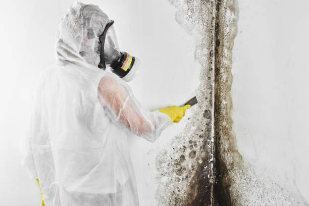 Best Fast Mold Removal  in Lampasas, TX