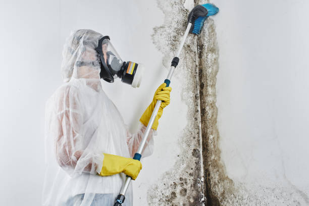 Best Mold Remediation  in Lampasas, TX