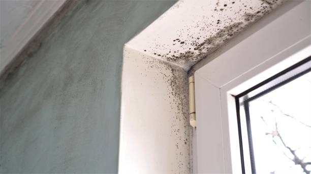 Professional Mold Removal in Lampasas, TX