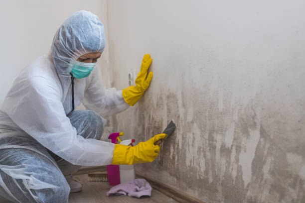 Best Professional Mold Removal  in Lampasas, TX