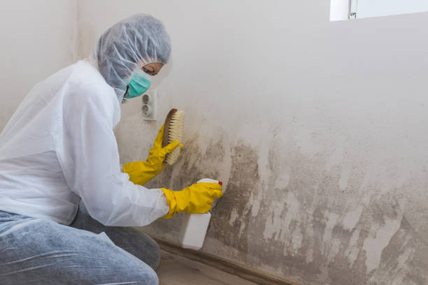 Best Office Mold Removal Services  in Lampasas, TX