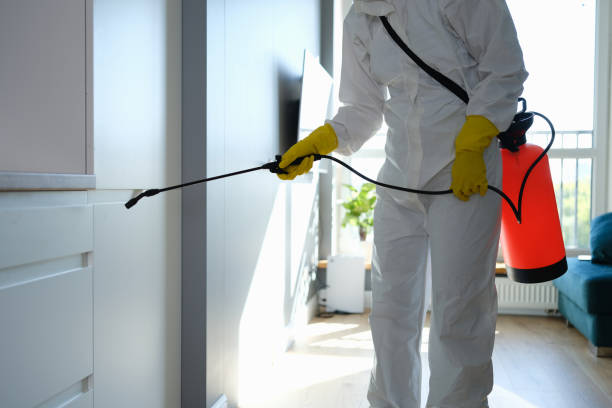 Best Certified Mold Removal  in Lampasas, TX