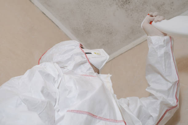 Best Mold Removal Specialists  in Lampasas, TX