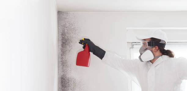 Lampasas, TX Mold Removal Company