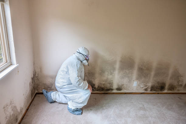 Best Best Mold Removal Companies  in Lampasas, TX