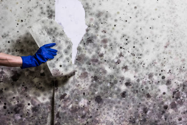 Best Certified Mold Removal  in Lampasas, TX