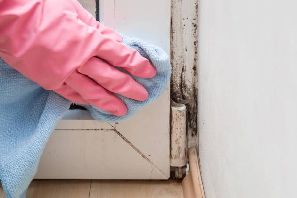Best Home Mold Removal  in Lampasas, TX
