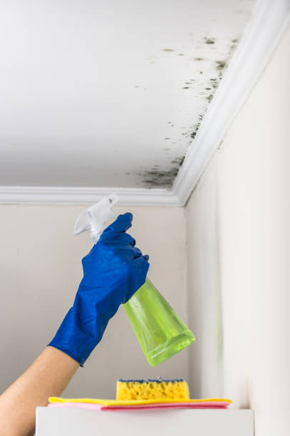 Best Affordable Mold Removal  in Lampasas, TX