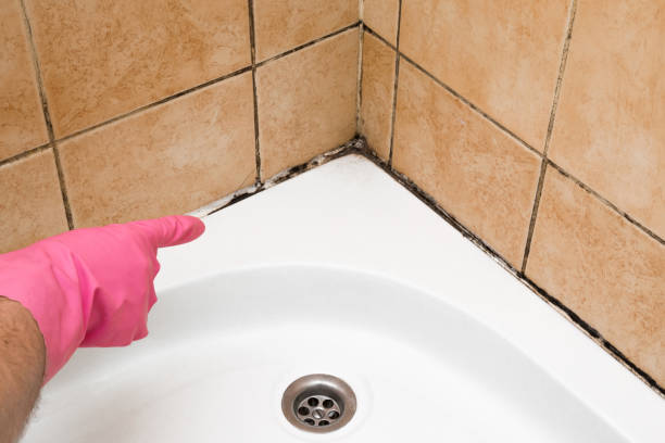 Best Toxic Mold Removal  in Lampasas, TX