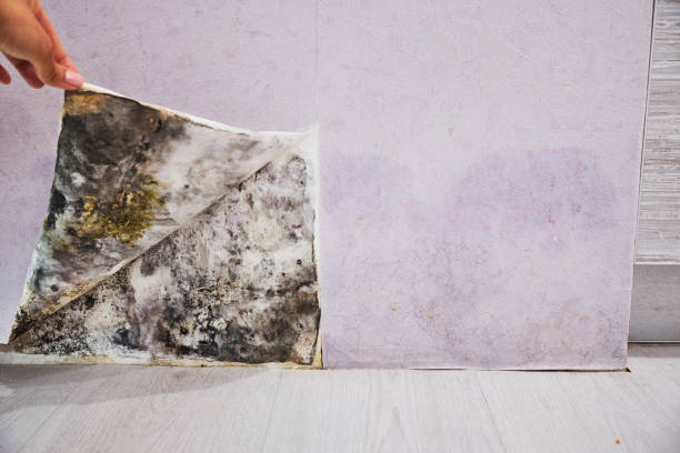 Best Office Mold Removal Services  in Lampasas, TX